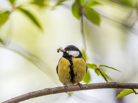 Great Tit sitting in a hedge with flys in its beak