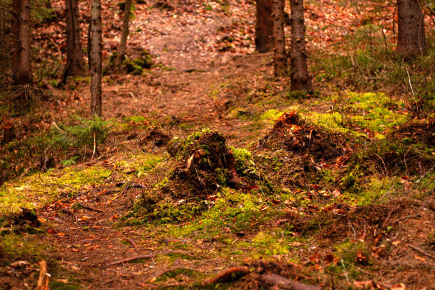 moss on the ground in a coniferous forest