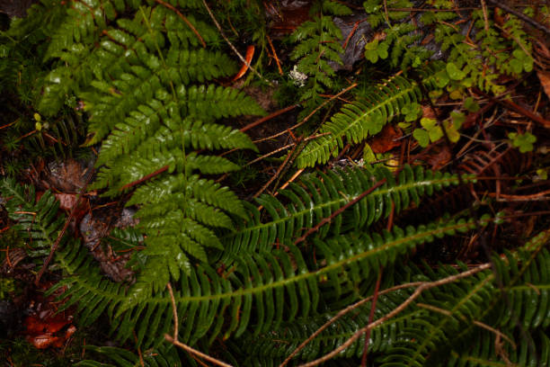 fern leaves with water droplets in the forest - water rainforest frond tropical climate fotografías e imágenes de stock