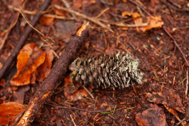 cone covered with moss on the ground in the forest