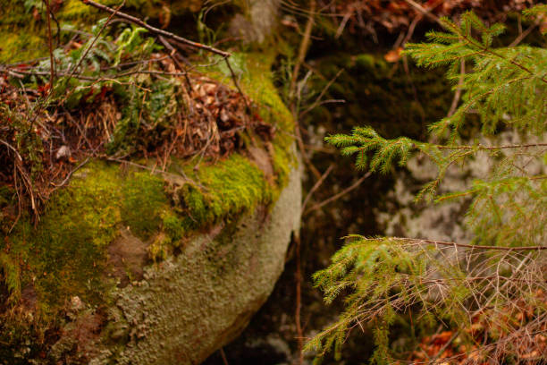 old Tustan rocks with moss in Ukraine