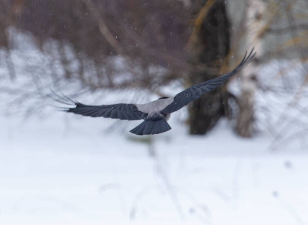 istock Raven in flight over the snow in winter 2032232830
