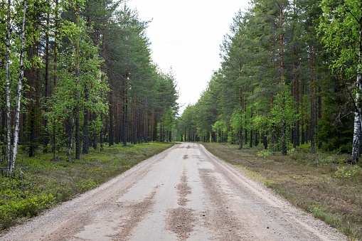 The enchanting scenery of a pine forest in Varmland, Sweden, captured in this photograph. A dirt road winds through the Nordic wilderness, inviting adventurers to explore the pristine coniferous landscape, offering a serene and authentic glimpse into Sweden's rich forestry and natural beauty.