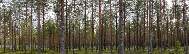 The enchanting scenery of a pine forest in Varmland, Sweden, captured in this photograph. A dirt road winds through the Nordic wilderness, inviting adventurers to explore the pristine coniferous landscape, offering a serene and authentic glimpse into Sweden's rich forestry and natural beauty.