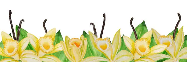 Vector illustration of Vector and watercolor banner of vanilla. Vanilla pods and flowers, hand painted on paper, white background