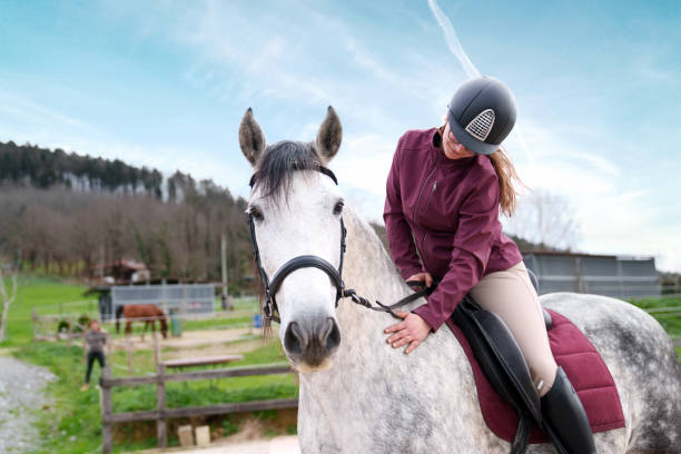 istock Equestrian Adjusting Bridle on Grey Horse Outdoors 2032253258