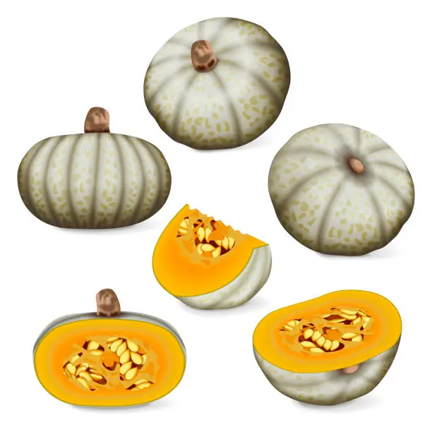 Vector illustration of Set of Confection squash.