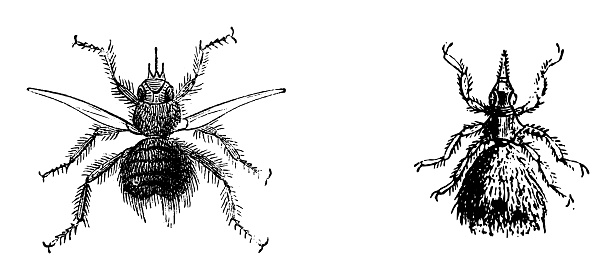 Vintage engraved illustration isolated on white background - Louse fly (Crataerina hirundinis) and Sheep ked (Melophagus ovinus)