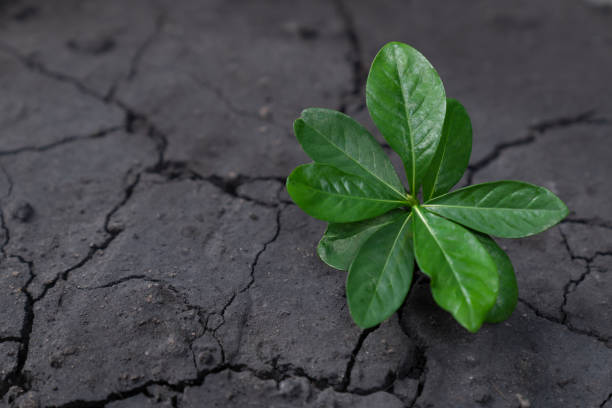 istock Top view seedling plant growing on rich nutrient fertilized soil. Gyre 2032257587
