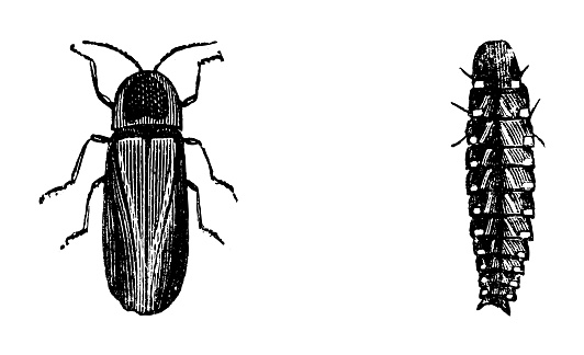 Vintage engraved illustration isolated on white background - Common glow-worm (Lampyris noctiluca)