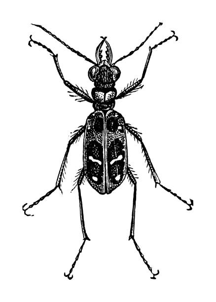 chinese tiger beetle (cicindela chinensis) - vintage engraved illustration isolated on white background - 班蝥 幅插畫檔、美工圖案、卡通�及圖標