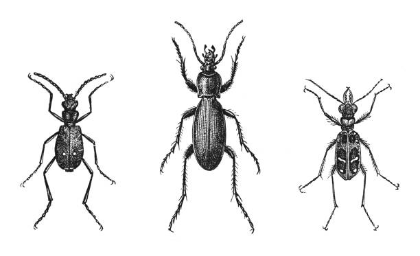 beetle collection: cicindela campestris - carabus scabrosus tauricus - cicindela chinensis - vintage engraved illustration isolated on white background - 班蝥 幅插畫檔、美工圖案、卡通及圖標