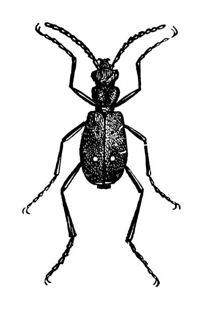 green tiger beetle (cicindela campestris) - vintage engraved illustration isolated on white background - 班蝥 幅插畫檔、美工圖案、卡通及圖標