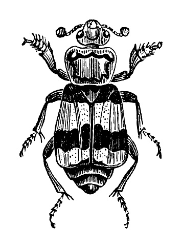 Vintage engraved illustration isolated on white background - Carrion beetle or burying beetle (Nicrophorus sepultor)