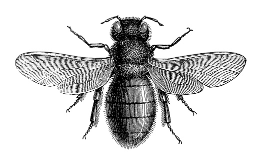 Vintage engraved illustration isolated on white background - Carpenter bee