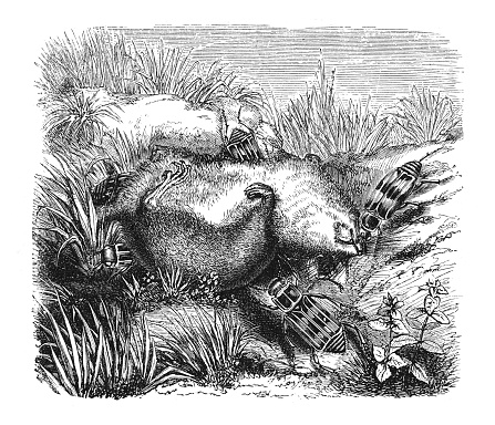 Vintage engraved illustration - Burying beetles or carrion beetles