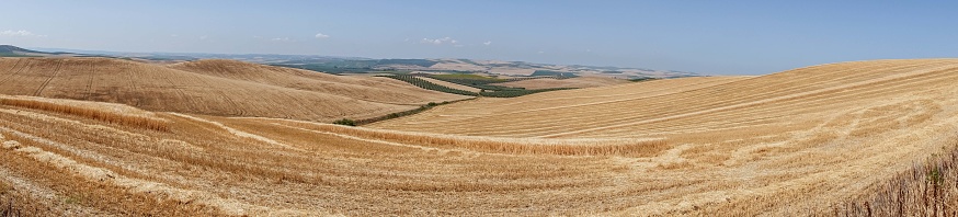In the arid landscape near Cordoba, Spain, stretches a vast field of wheat, its golden hues shimmering under the Spanish sun. Each stalk stands tall against the dry backdrop, a testament to the resilience of agriculture in this region. The golden sea of wheat sways gracefully, embodying the beauty and productivity of Spain's wheat cultivation against the odds of the arid terrain.