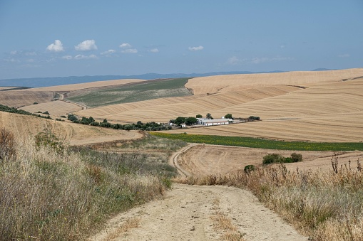 In the arid landscape near Cordoba, Spain, stretches a vast field of wheat, its golden hues shimmering under the Spanish sun. Each stalk stands tall against the dry backdrop, a testament to the resilience of agriculture in this region. The golden sea of wheat sways gracefully, embodying the beauty and productivity of Spain's wheat cultivation against the odds of the arid terrain.