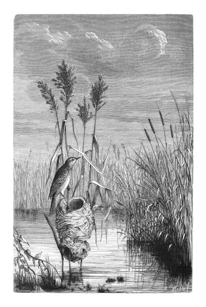 istock Great reed warbler (Acrocephalus arundinaceus) - Vintage engraved illustration isolated on white background 2032270562