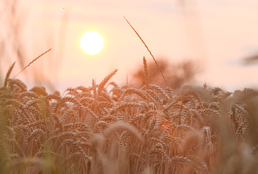 Wheat fields in the evening sun. The sun sets behind the field.