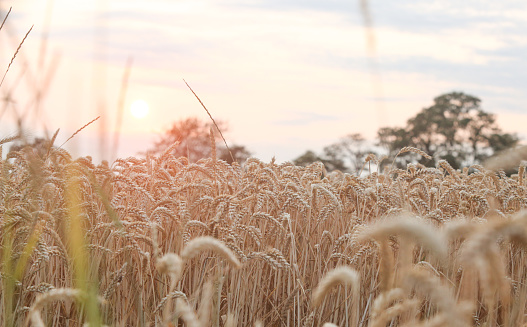 Wheat fields in the evening sun. The sun sets behind the field.