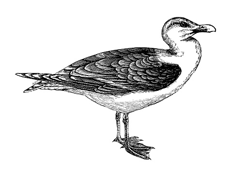 Vintage engraved illustration isolated on white background - Lesser black backed gull (Larus fuscus)