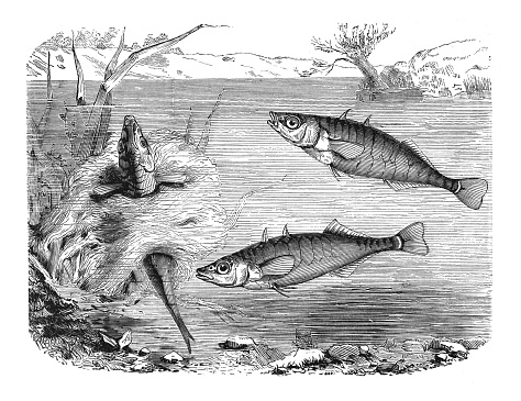 Vintage engraved illustration isolated on white background - Three-spined stickleback (Gasterosteus aculeatus) with nest
