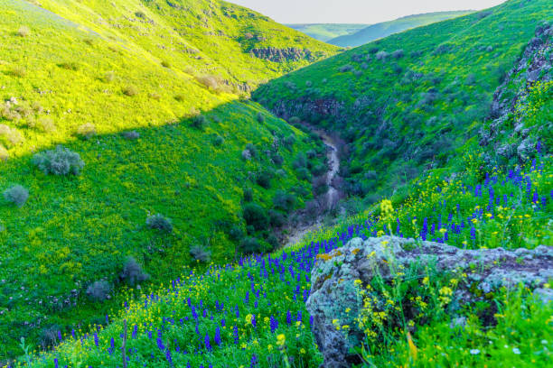 Tabor Stream landscape, with winter wildflowers