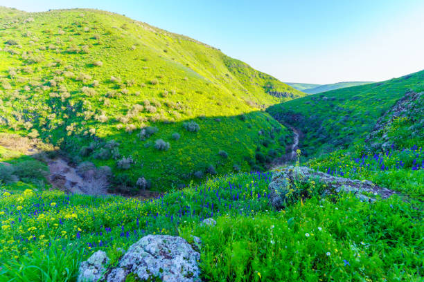 istock Tabor Stream landscape, with winter wildflowers 2032274962