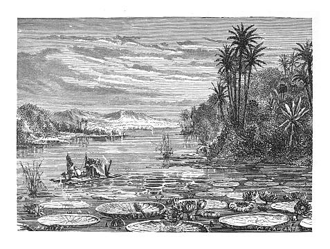 Vintage engraved illustration isolated on white background - Uape jacana or Atun Sisac (Victoria amazonica)