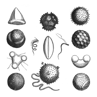 Vintage engraved illustration isolated on white background - Pollen of different plants seen with the microscope