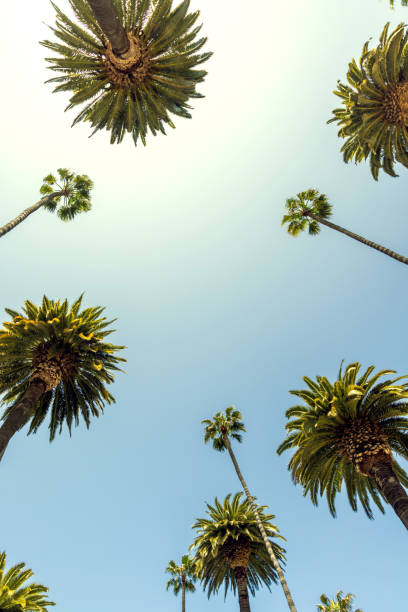 istock A perfect summer day and tall palms 2032276055