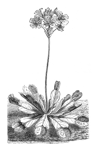 Vintage engraved illustration isolated on white background - Venus flytrap (Dionaea muscipula)