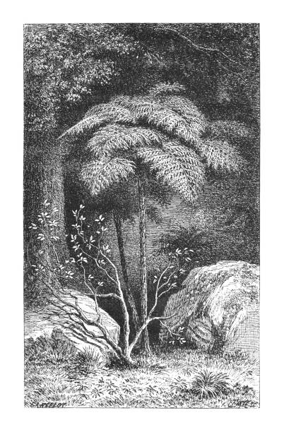 Tree ferns (arborescent ferns) in the forest of New Zeeland - Vintage engraved illustration Vintage engraved illustration - Tree ferns (arborescent ferns) in the forest of New Zeeland polypodiaceae stock illustrations