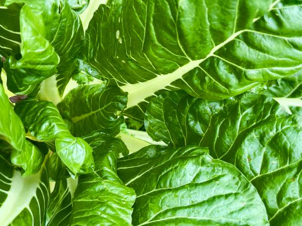 istock Organic Silverbeet in a Permaculture Vegetable Garden 2032284216