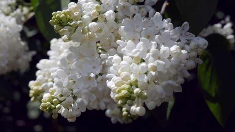 White flowers that bloom in spring sway in the wind. White lilac.