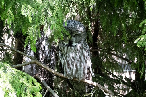 The great grey owl is one of Sweden’s biggest owls. It is non-migratory, but may move if food becomes scarce where it lives. The great grey owl flies almost silently, allowing it to surprise its prey – mainly voles and mice. It can see very well in the dark, and has a highly developed sense of hearing.