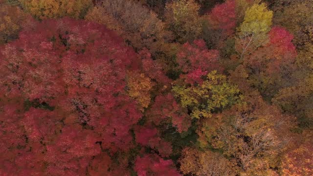 Aerial view filming straight down right above the trees with the colors of Autumn