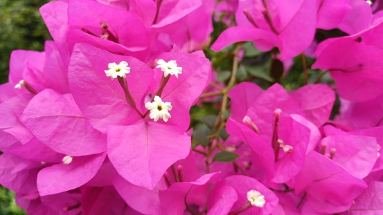 Close up pink bougainvillea flowers, Bougainvillea glabra flower. Closeup view of beautiful colorful blooming with cute flowers bush growing outdoors.