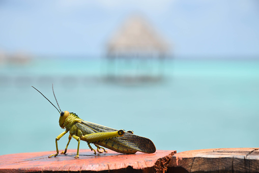 photograph macro of the animal grasshopper with a tropical background