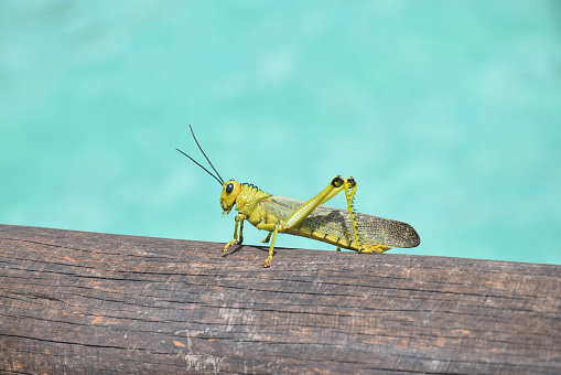 photograph macro of the animal grasshopper with a tropical background