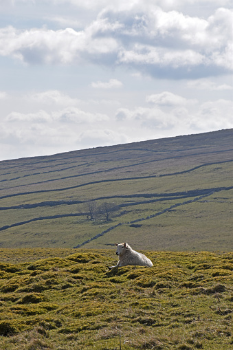 a sheep lying on the mountain in a natural and lonely landscape