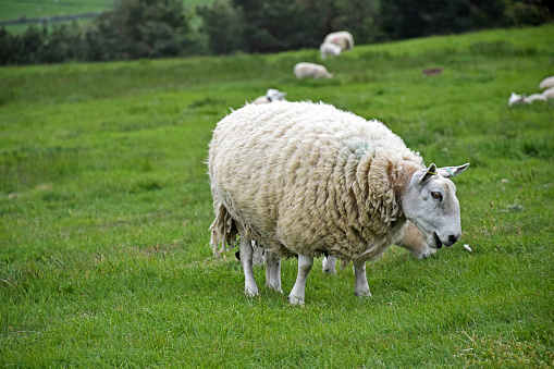 A sheep in a natural and green background