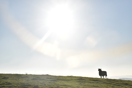 a sheep against the light in a mountain