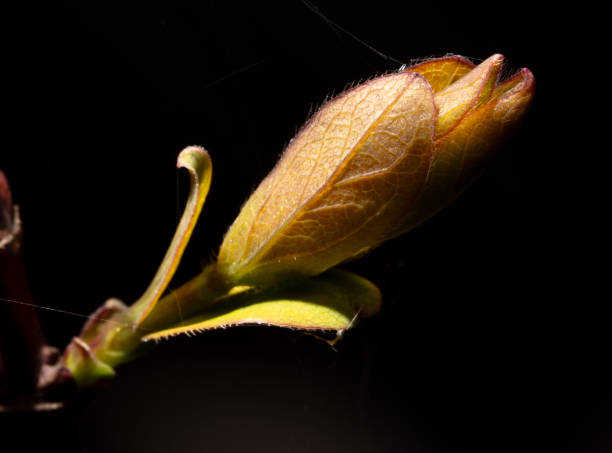 istock Opened honeysuckle bud in spring isolated on black background. Macro 2032313046