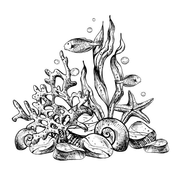 подводный мир клипарта с морскими животными, рыбами, ракушками, кораллами и водорослями. графическая иллюстрация, нарисованная от руки чер� - deep etch stock illustrations