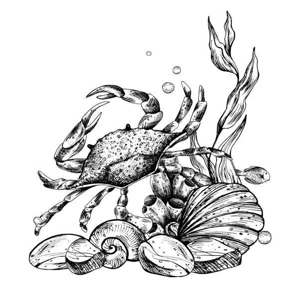 Vector illustration of Underwater world clipart with sea animals crab, shells, coral and algae. Graphic illustration hand drawn in black ink. Composition EPS vector