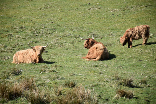 istock brown cows resting on a green mountain 2032314728