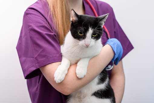 The veterinarian holds a domestic cat in her arms, examining her in the veterinary office