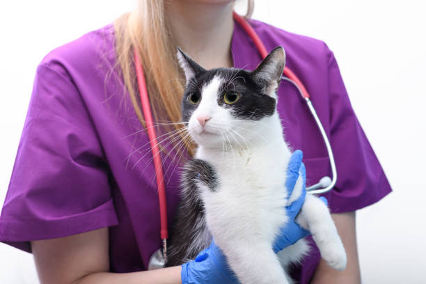 istock Sad cat undergoing examination in a veterinary clinic 2032318494